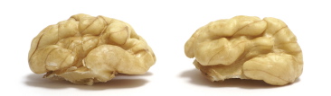 brain